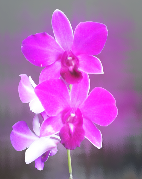 orchidée-run-essence