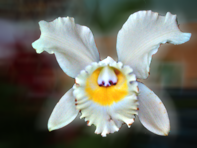 orchidée-run-essence