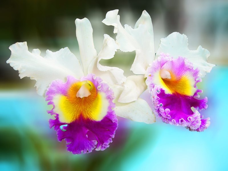orchidée réunion
